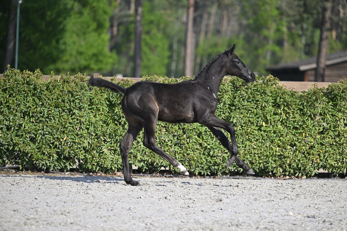 LORD LANDINO Z Breeders.zangersheide.auction